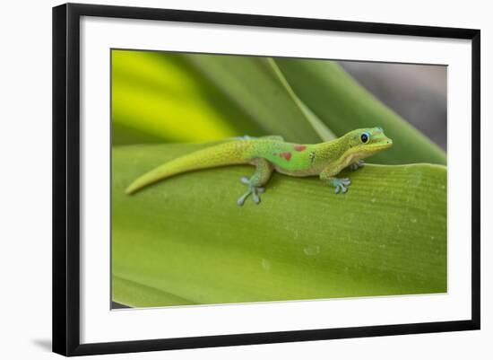 Gold Dust Day Gecko On Leaf In Hawaii-Karine Aigner-Framed Photographic Print