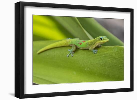 Gold Dust Day Gecko On Leaf In Hawaii-Karine Aigner-Framed Photographic Print
