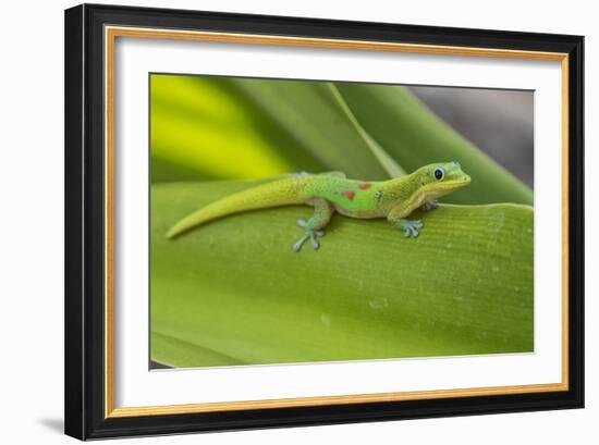 Gold Dust Day Gecko On Leaf In Hawaii-Karine Aigner-Framed Photographic Print