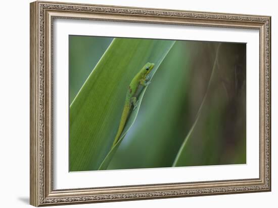 Gold Dust Day Gecko On Leaf In Hawaii-Karine Aigner-Framed Photographic Print