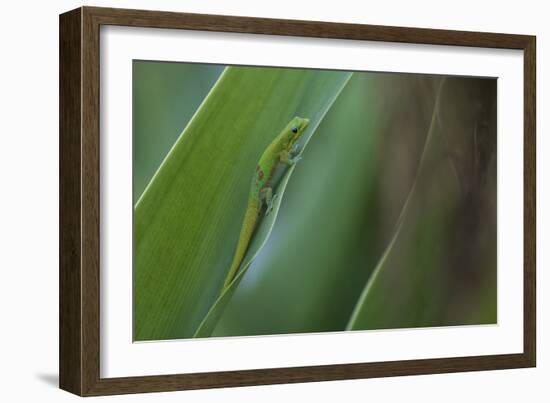 Gold Dust Day Gecko On Leaf In Hawaii-Karine Aigner-Framed Photographic Print