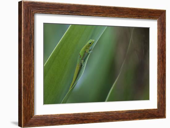 Gold Dust Day Gecko On Leaf In Hawaii-Karine Aigner-Framed Photographic Print