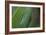 Gold Dust Day Gecko On Leaf In Hawaii-Karine Aigner-Framed Photographic Print