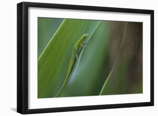 Gold Dust Day Gecko On Leaf In Hawaii-Karine Aigner-Framed Photographic Print