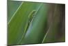 Gold Dust Day Gecko On Leaf In Hawaii-Karine Aigner-Mounted Photographic Print