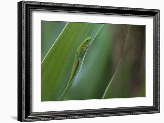 Gold Dust Day Gecko On Leaf In Hawaii-Karine Aigner-Framed Photographic Print