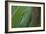 Gold Dust Day Gecko On Leaf In Hawaii-Karine Aigner-Framed Photographic Print