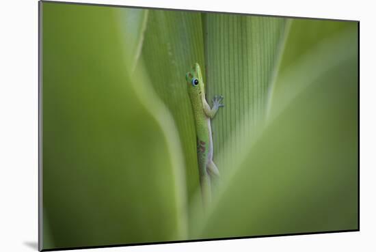 Gold Dust Day Gecko On Leaf In Hawaii-Karine Aigner-Mounted Photographic Print