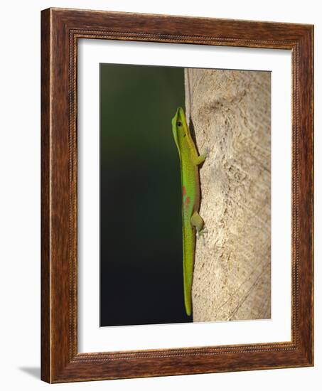 Gold dust day gecko, Phelsuma laticarda, Kapoho, Hawaii-Maresa Pryor-Framed Photographic Print