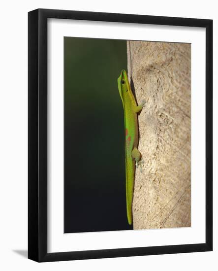 Gold dust day gecko, Phelsuma laticarda, Kapoho, Hawaii-Maresa Pryor-Framed Photographic Print