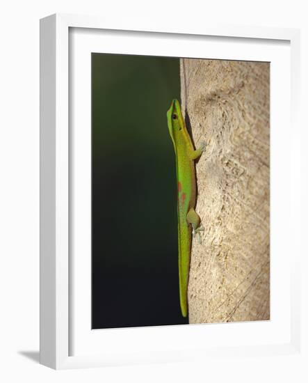 Gold dust day gecko, Phelsuma laticarda, Kapoho, Hawaii-Maresa Pryor-Framed Photographic Print