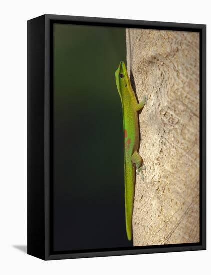 Gold dust day gecko, Phelsuma laticarda, Kapoho, Hawaii-Maresa Pryor-Framed Premier Image Canvas