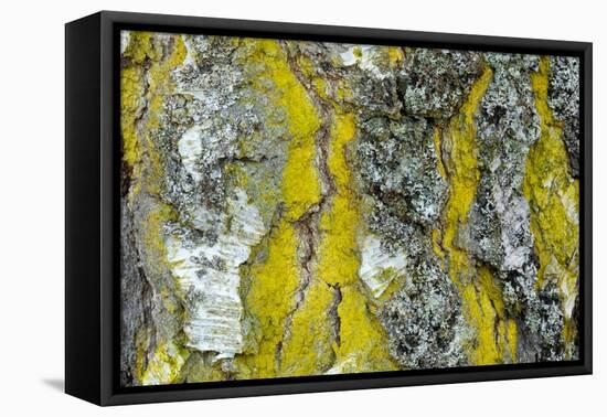 Gold dust lichen growing on trunk of Downy birch, Scotland-Alex Hyde-Framed Premier Image Canvas