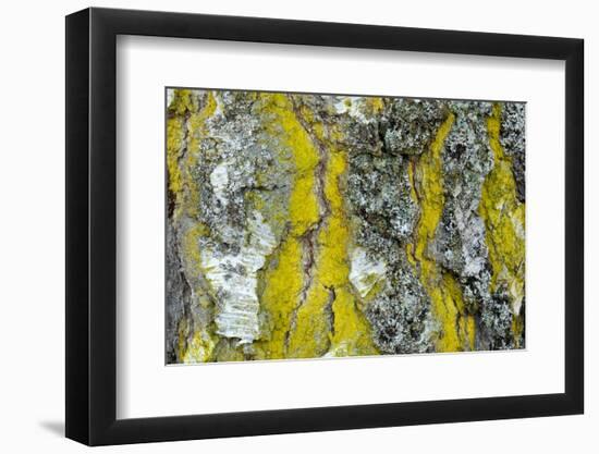 Gold dust lichen growing on trunk of Downy birch, Scotland-Alex Hyde-Framed Photographic Print
