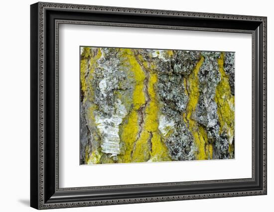 Gold dust lichen growing on trunk of Downy birch, Scotland-Alex Hyde-Framed Photographic Print