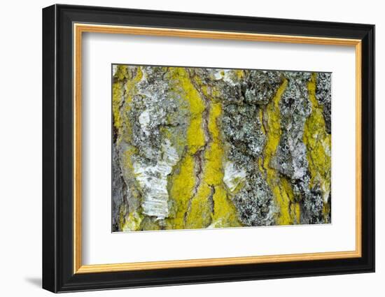 Gold dust lichen growing on trunk of Downy birch, Scotland-Alex Hyde-Framed Photographic Print