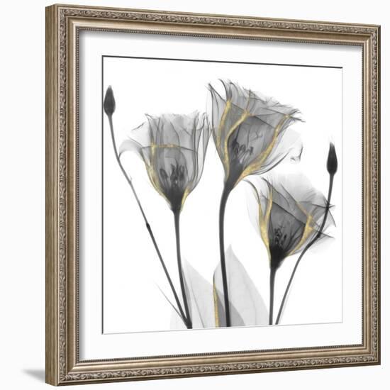 Gold Embellished Gentians 1-Albert Koetsier-Framed Photographic Print