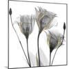 Gold Embellished Gentians 1-Albert Koetsier-Mounted Photographic Print