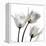 Gold Embellished Tulips 2-Albert Koetsier-Framed Premier Image Canvas