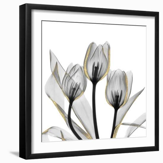 Gold Embellished Tulips 5-Albert Koetsier-Framed Photographic Print