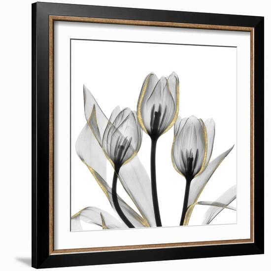 Gold Embellished Tulips 5-Albert Koetsier-Framed Photographic Print