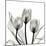 Gold Embellished Tulips 5-Albert Koetsier-Mounted Photographic Print