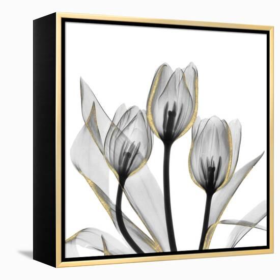 Gold Embellished Tulips 5-Albert Koetsier-Framed Premier Image Canvas