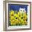 Gold Eye White Persian in Yellow Flowers-sylvia pimental-Framed Art Print