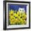 Gold Eye White Persian in Yellow Flowers-sylvia pimental-Framed Art Print