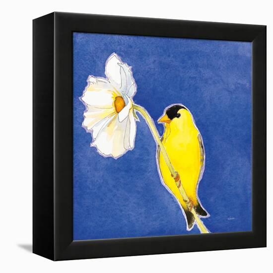 Gold Finch on White Cosmos-Shirley Novak-Framed Stretched Canvas