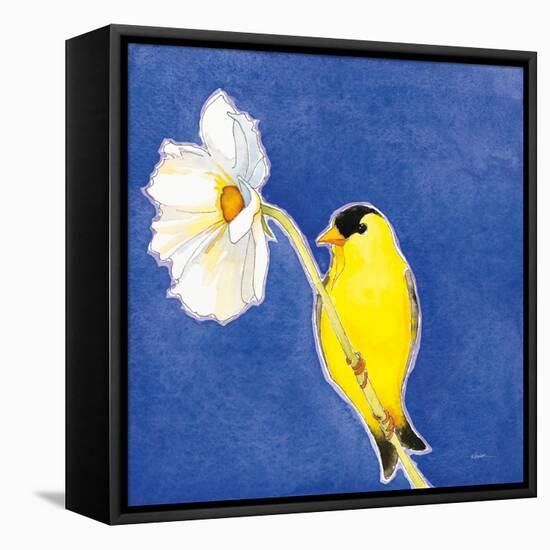 Gold Finch on White Cosmos-Shirley Novak-Framed Stretched Canvas