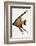 Gold Fish-Kubistika-Framed Photographic Print