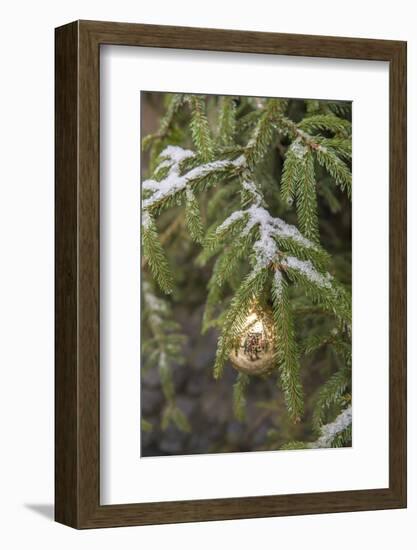 Gold glass Christmas ornament on evergreen tree with snow on branches, Bamberg, Germany-Lisa Engelbrecht-Framed Photographic Print