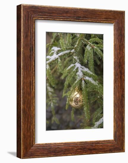 Gold glass Christmas ornament on evergreen tree with snow on branches, Bamberg, Germany-Lisa Engelbrecht-Framed Photographic Print