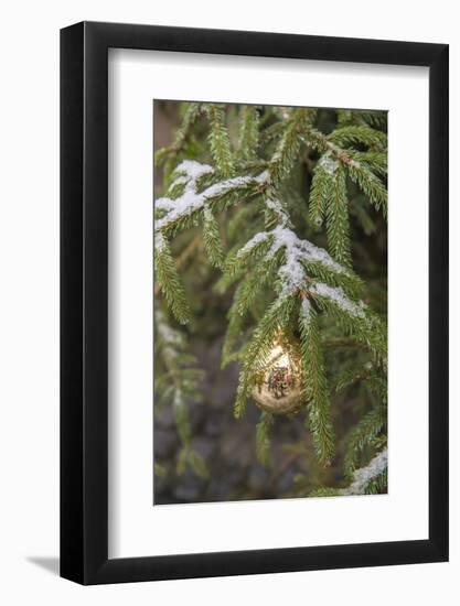 Gold glass Christmas ornament on evergreen tree with snow on branches, Bamberg, Germany-Lisa Engelbrecht-Framed Photographic Print
