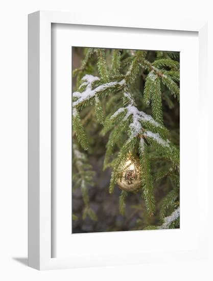 Gold glass Christmas ornament on evergreen tree with snow on branches, Bamberg, Germany-Lisa Engelbrecht-Framed Photographic Print