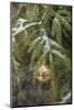 Gold glass Christmas ornament on evergreen tree with snow on branches, Bamberg, Germany-Lisa Engelbrecht-Mounted Photographic Print