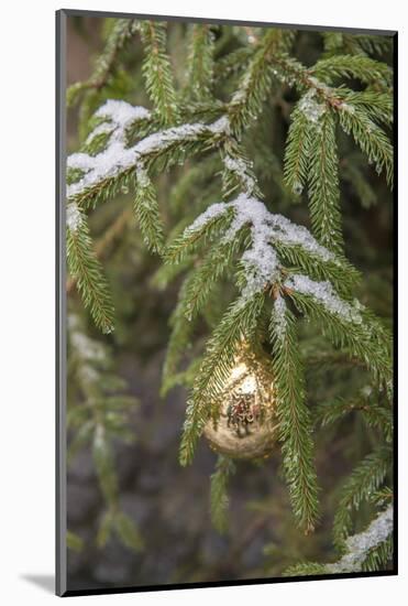 Gold glass Christmas ornament on evergreen tree with snow on branches, Bamberg, Germany-Lisa Engelbrecht-Mounted Photographic Print
