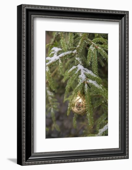 Gold glass Christmas ornament on evergreen tree with snow on branches, Bamberg, Germany-Lisa Engelbrecht-Framed Photographic Print