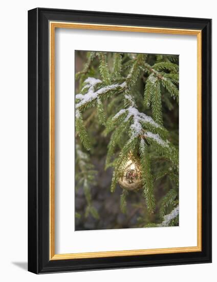 Gold glass Christmas ornament on evergreen tree with snow on branches, Bamberg, Germany-Lisa Engelbrecht-Framed Photographic Print