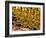 Gold Ingots, Frankfurt, Germany, Europe-Hans Peter Merten-Framed Photographic Print