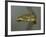 Gold Labial Ornament with the Shape of the Eagle's Head-null-Framed Giclee Print