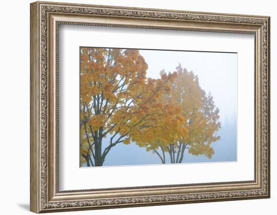 Gold Leaves-Nancy Crowell-Framed Photographic Print