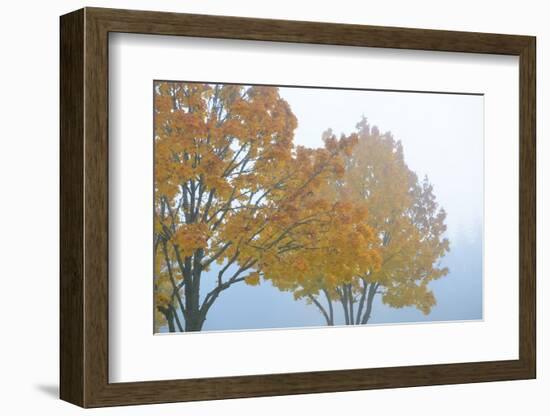 Gold Leaves-Nancy Crowell-Framed Photographic Print