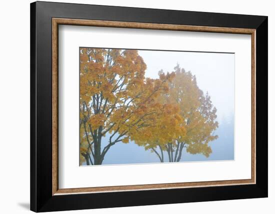 Gold Leaves-Nancy Crowell-Framed Photographic Print