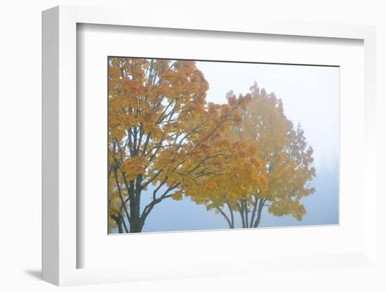 Gold Leaves-Nancy Crowell-Framed Photographic Print