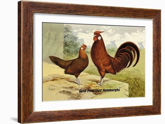 Gold Pencilled Hamburghs-null-Framed Art Print