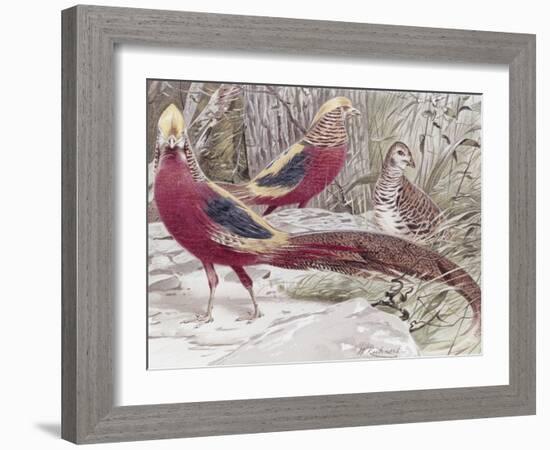 Gold Pheasant-Wilhelm Kuhnert-Framed Giclee Print