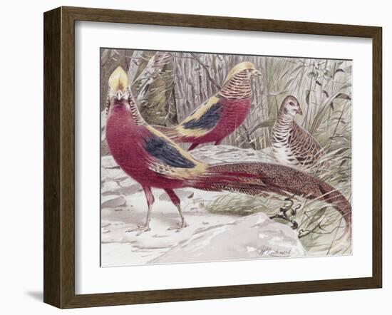 Gold Pheasant-Wilhelm Kuhnert-Framed Giclee Print
