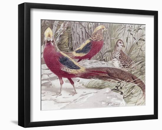 Gold Pheasant-Wilhelm Kuhnert-Framed Giclee Print